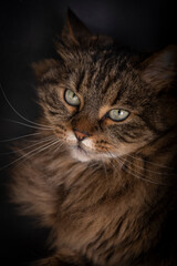 Tabby brown cat with green eyes lying on black ground in dark black room