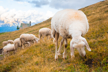 Obraz na płótnie Canvas Flock of sheep on great slopes of huge mountains against village house. Fluffy animals enjoy eating dry grass on Alpine mountains