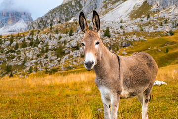 Naklejka na ściany i meble Donkey looks at the camera standing on the Passo Giau slope. 