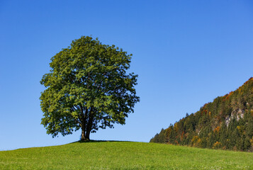 Fototapeta na wymiar old ash tree on a meadow in spring