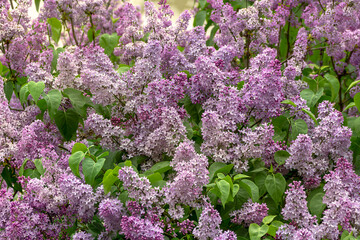 Lilac thickets of blooming lilac, floral background with soft focus.