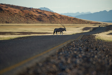 oryx auf straßen