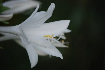Fototapeta na wymiar White Flower