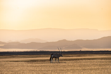 Oryxantilope am Morgen 