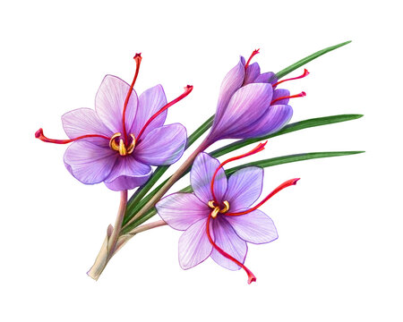 Saffron Crocus Flower Hand Drawn Pencil Illustration Isolated on White