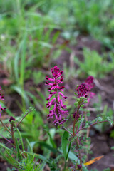 Fumaria officinalis blooms in nature .