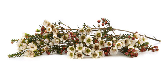Waxflowers isolated on white background. Border of flowers Darwinia uncinata, Chamelaucium uncinatum.