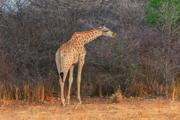 Giraffe in natural habitat in Waterberg Plateau National Park. Namibia.