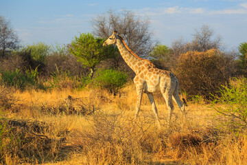 Naklejka na ściany i meble Giraffe in natural habitat in Waterberg Plateau National Park. Namibia.