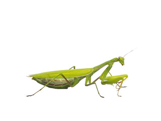 Green European Praying Mantis, standing side ways. Looking ahead away from camera. Isolated  cutout on transparent background.
