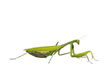Green European Praying Mantis, standing side ways. Looking ahead away from camera. Isolated  cutout on transparent background.