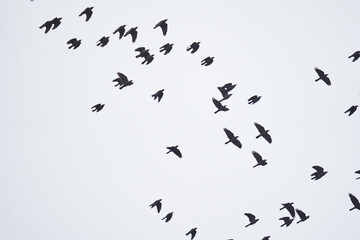 Flock of crows in flight