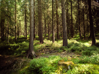 Fototapeta na wymiar Magic Green Forest