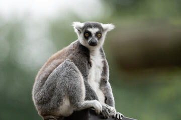 ring lemur