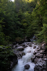 Fototapeta premium river in the forest