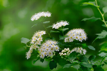 Flowering spiraea Spiraea betulifolia. A white flowering shrub.