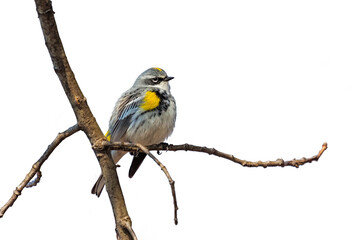 Yellow-rumped warbler on white background