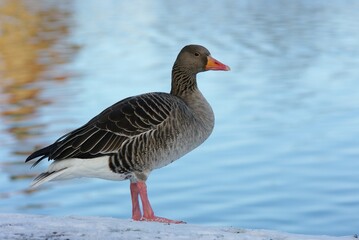 goose in malmo