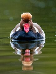 pink duck in the water