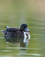 duck on the water