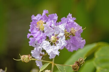 Flowers of a salao tree, Lagerstroemia loudonii