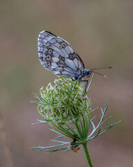 butterfly on a flower