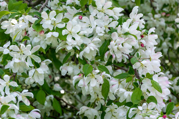 White Crabapple Blossoms On The Tree In Spring