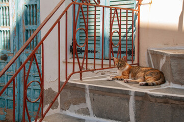A cat lays on stone steps beside a white house with Blue Shutters on the Greek island of Paros
