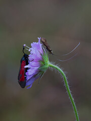 butterfly on a flower