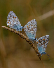 butterfly on a branch