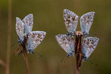 butterfly on a flower