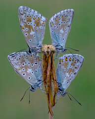 butterfly on a flower