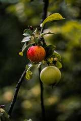 apples on tree