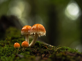 mushroom in the forest