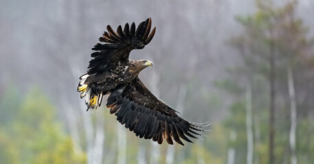 Eagle in flight, misty forest scenery in background