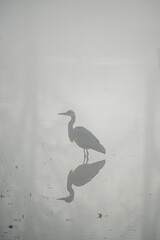 bird in the fogg