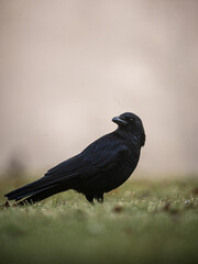 crow on the ground
