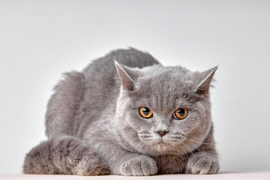 portrait of british gray cat on white background sits quietly and looks with interest. purebred pet cat for advertising feed. serious confident pet close up.
