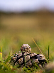snail on the grass