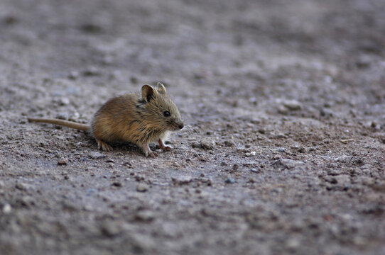 A mouse in the Reserva Nacional Los Flamencos in Antofagasta, Chile.