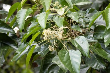 Blossoms and leaves of a candlenut, Aleurites moluccanus