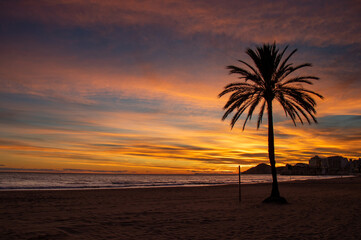 Sunset in Benidorm on the Poniente beach and the silhouette of a palm tree, Spain
