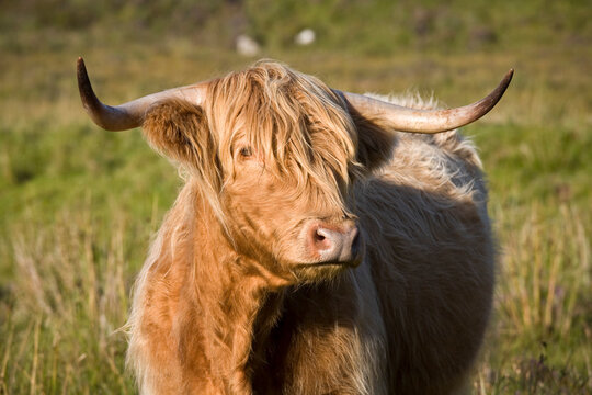A highland cow, Isle of Skye in Scotland.