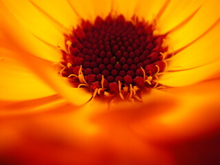 orange flower