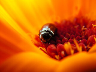 magma