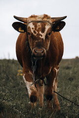 Fototapeta krowa obraz