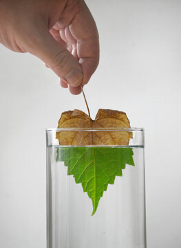 A photo montage shows a leaf with one half dry above water and the other fresh and green under water.