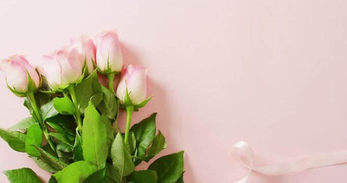 Video of pink roses with copy space on pink background