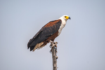 Fish Eagle in Africa