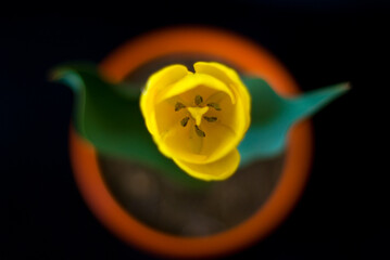 tulip or sun